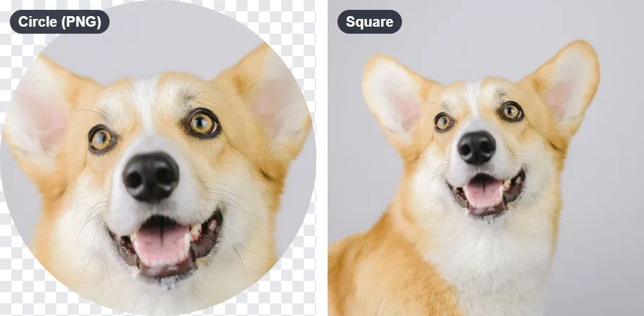 Two crops from the same photo of a dog: a round profile picture with transparent corners, and a square crop of the head and shoulders