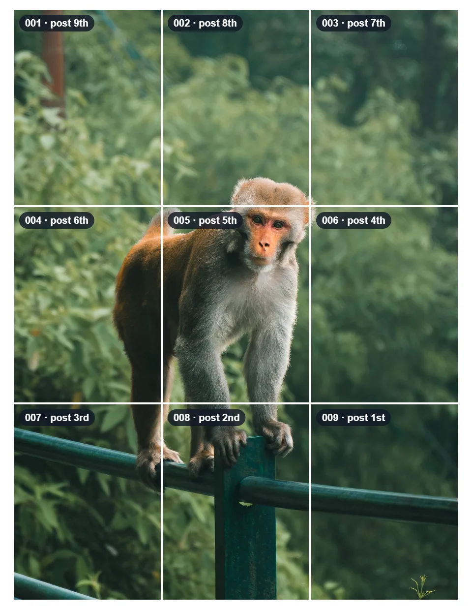 The monkey photo cut into nine tall tiles in three rows. Each tile shows its file number and when to post it: 009 first, 008 second, and so on, with 001 last