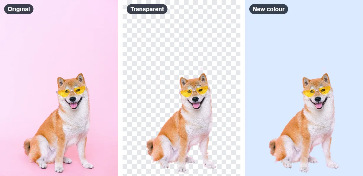 A dog photographed against a pink wall, then the same dog cut out on a transparent background, and on a light blue background