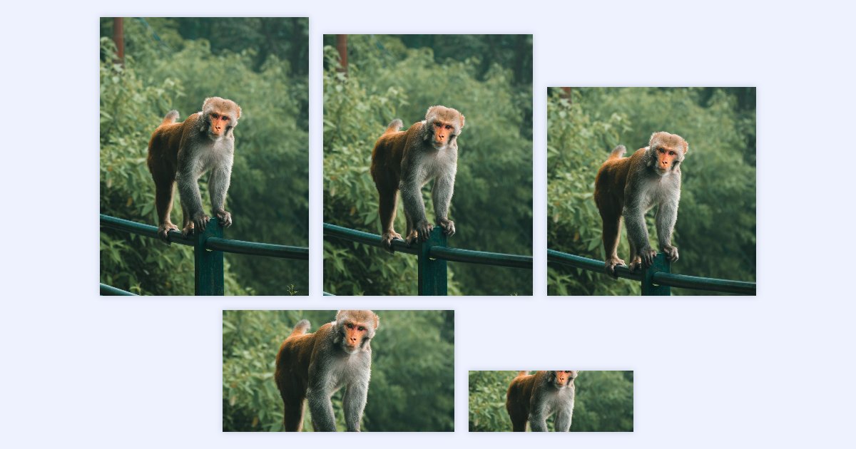 One photo of a monkey cropped to five shapes for social media, from a tall Instagram post to a wide link preview