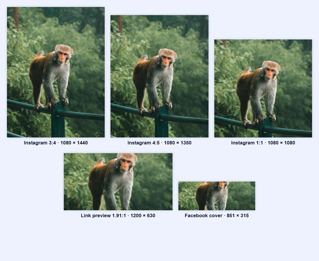The same photo of a monkey cropped to five shapes: Instagram 3:4, Instagram 4:5, Instagram square, a 1.91:1 link preview and an 851 by 315 Facebook cover