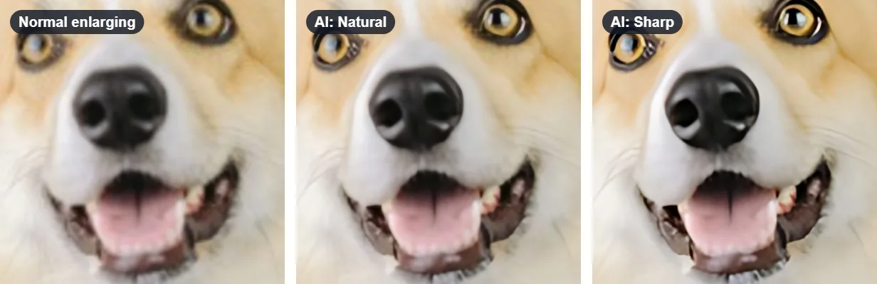 The same close-up of a dog's face, enlarged four times: blurry with normal enlarging, sharper with AI Natural, and crispest with AI Sharp